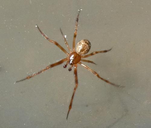 Réf. 316 050 : Parasteatoda tepidariorum